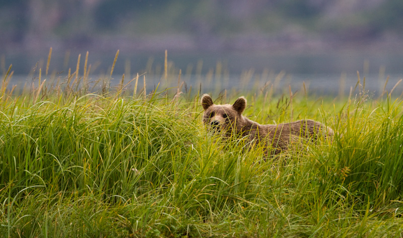 Grizzly Bear Cub